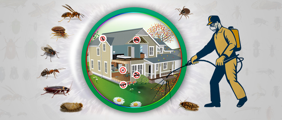 pest-service-in-chandigarh